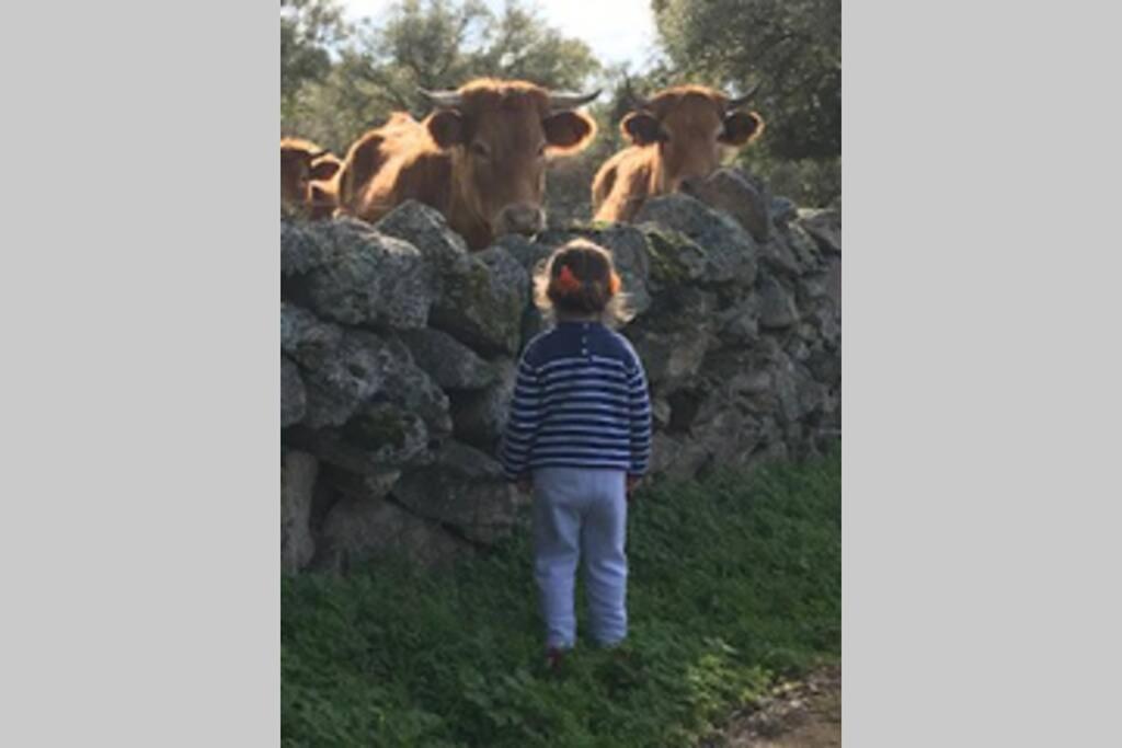 Vuelos De Montana L Montanchez Luaran gambar